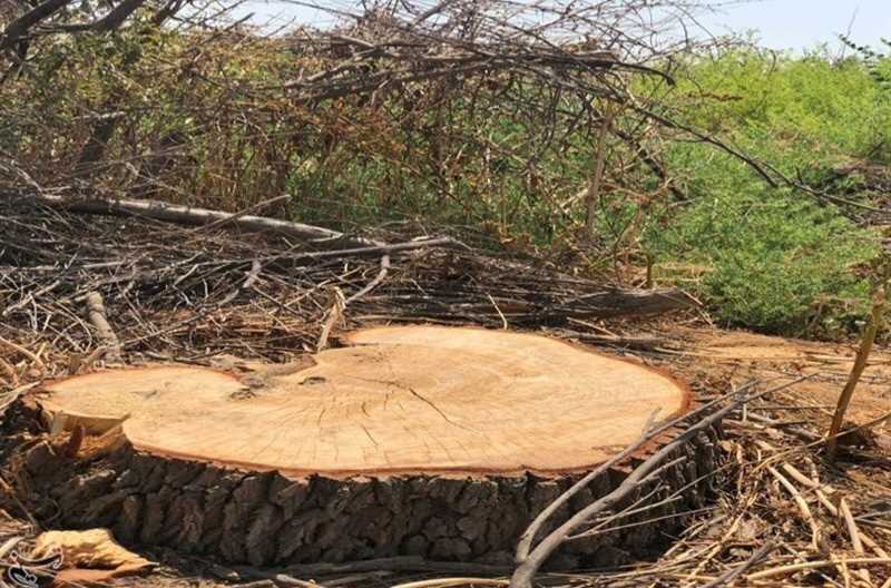 تشکیل پرونده برای قطع‌کنندگان درخت در بابل